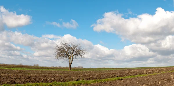 Spring tree — Stock Photo, Image