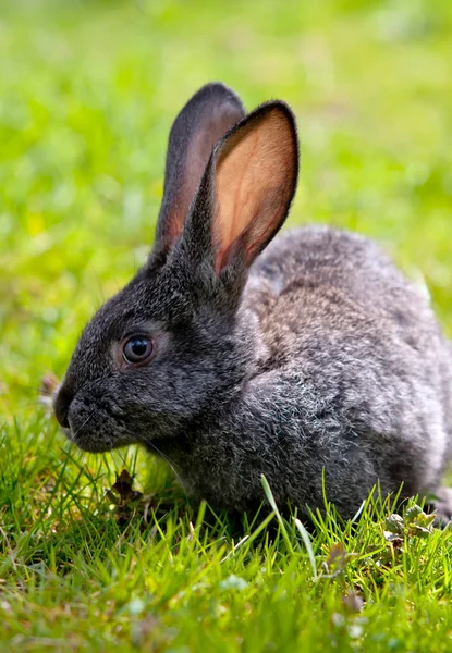 Pequeño conejo — Foto de Stock