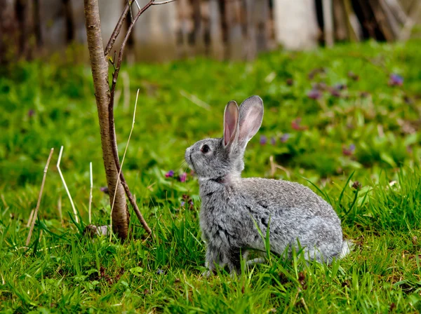 Pequeño conejo —  Fotos de Stock