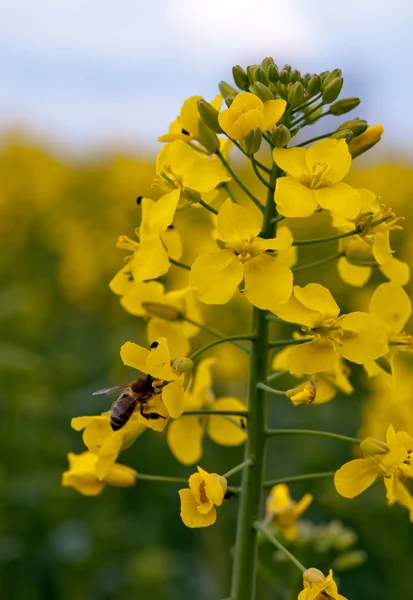 Flores de colza — Foto de Stock