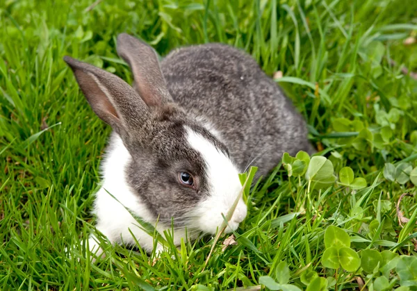 Pequeño conejo — Foto de Stock