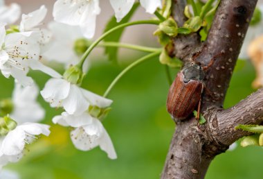 Chafer