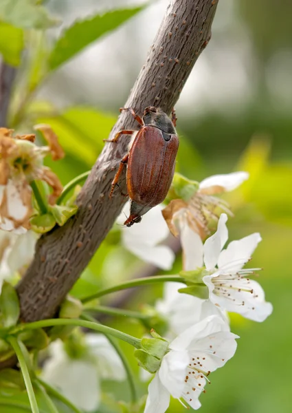 Chafer — Stock Photo, Image