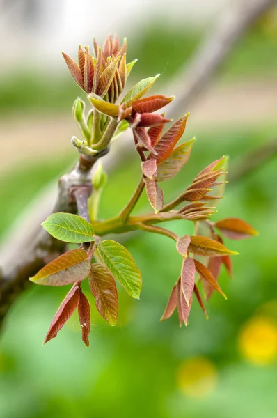 Leaves of walnut — Stock Photo, Image