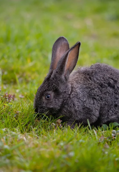 Little rabbit — Stock Photo, Image