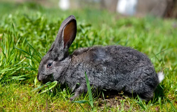 Pequeño conejo —  Fotos de Stock