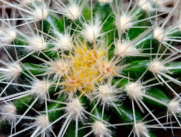 Textura de cactus — Foto de Stock