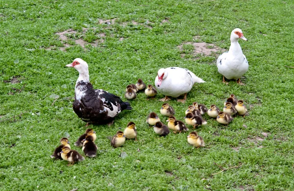 Three big duck — Stock Photo, Image