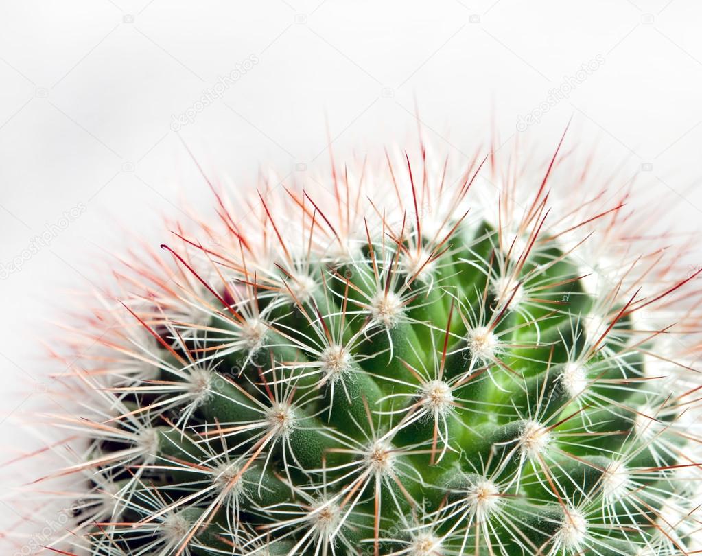 plant cactus