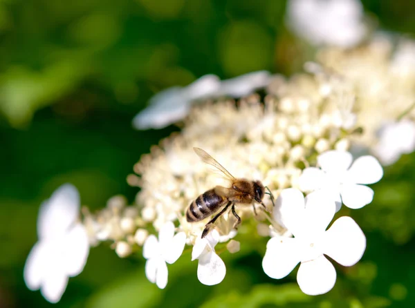 Una abeja — Foto de Stock