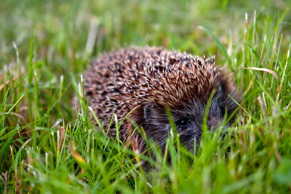 Igel — Stockfoto