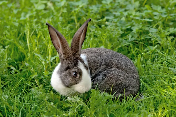 กระต่ายน้อย — ภาพถ่ายสต็อก