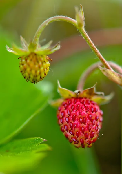 在森林里的草莓 — 图库照片