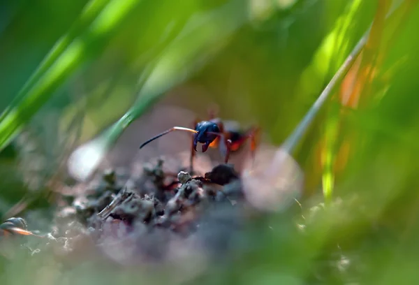 Ant in grass — Stock Photo, Image