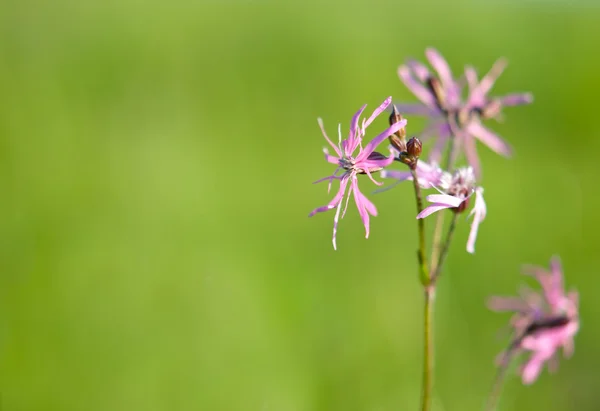 Blauwe korenbloemen — Stockfoto