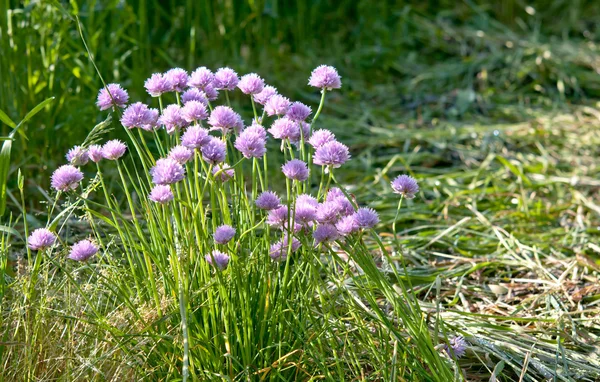 Allium. — Fotografia de Stock