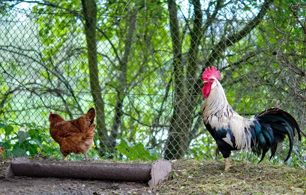 Cock with hen — Stock Photo, Image