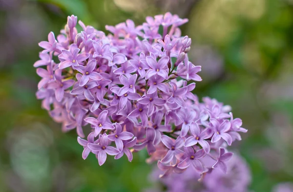 Lila bloemen — Stockfoto