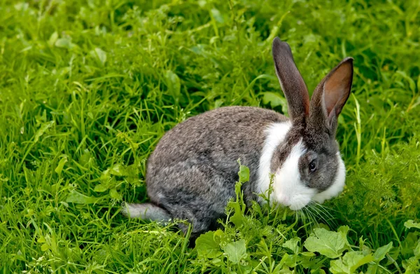 Pequeño conejo — Foto de Stock