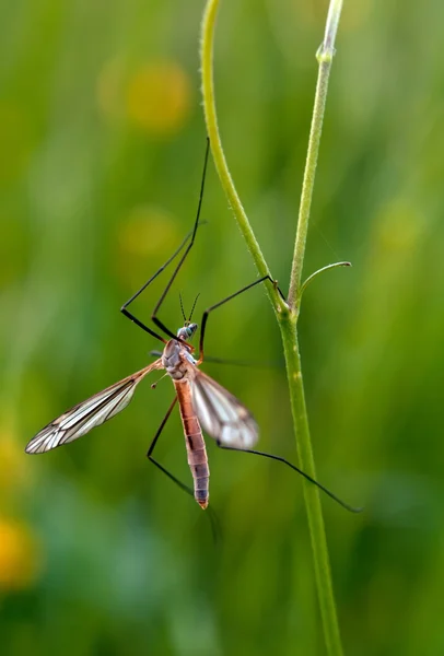 Nematocera de mosquitos — Foto de Stock