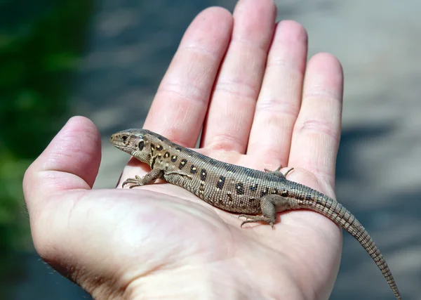 Lagarto — Fotografia de Stock