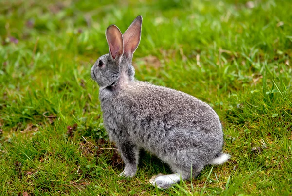Pequeño conejo —  Fotos de Stock