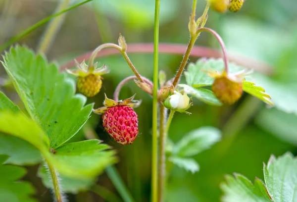 在森林里的草莓 — 图库照片