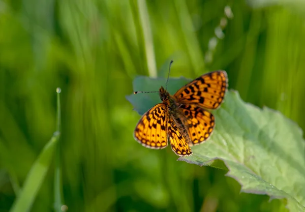 Oranje vlinder — Stockfoto