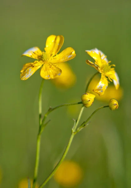 Fleurs sauvages jaunes — Photo