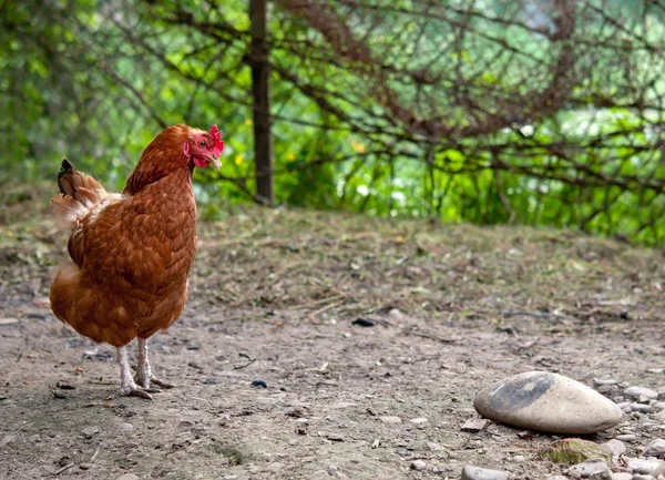 Frango — Fotografia de Stock