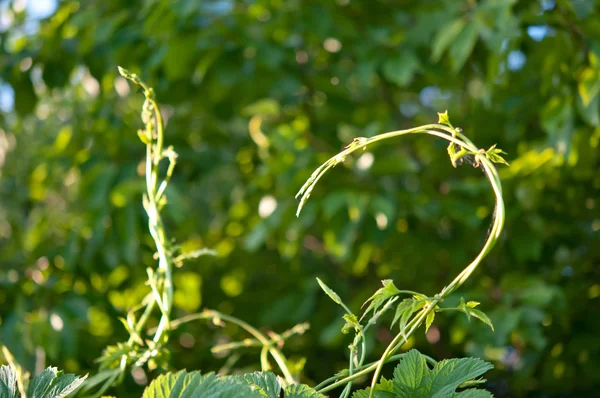 Grünes Blatt — Stockfoto