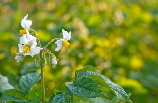 Floração da batata — Fotografia de Stock