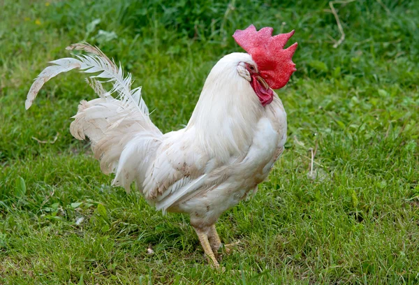 Retrato de galo — Fotografia de Stock