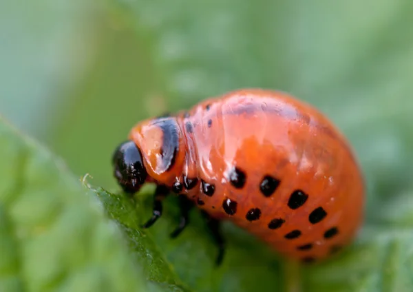 Colorado beetle — Stock Photo, Image