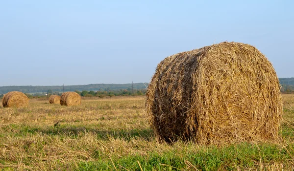 Torrt hö — Stockfoto