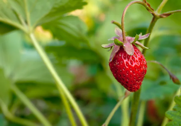 草莓的宏 — 图库照片
