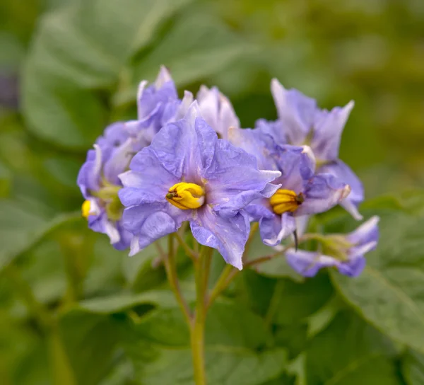 Potatis blommar — Stockfoto