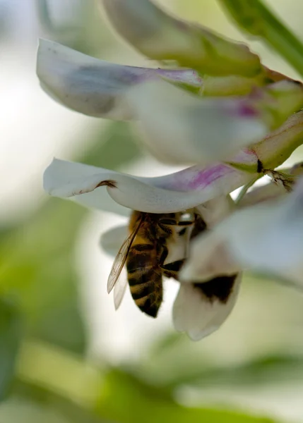 Una abeja — Foto de Stock