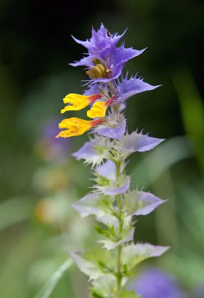 Blommande nässlor — Stockfoto