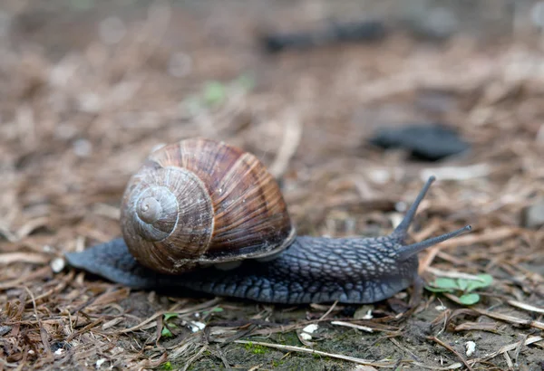 Snail creeps — Stock Photo, Image