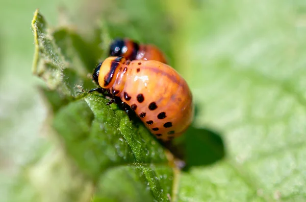 Two colorado beetle — Stock Photo, Image