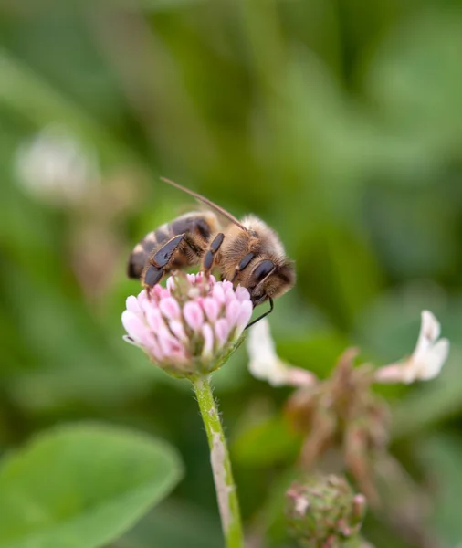 Abeja en trébol — Foto de Stock