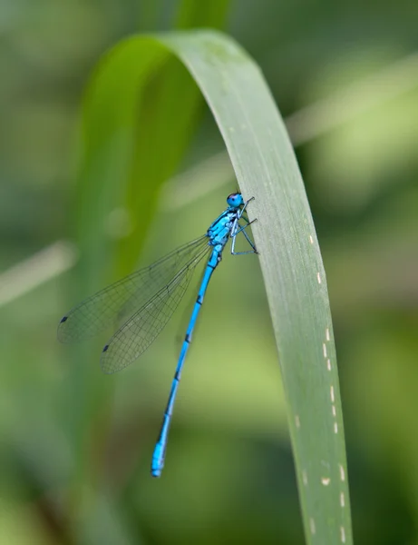 Blauwe libel — Stockfoto