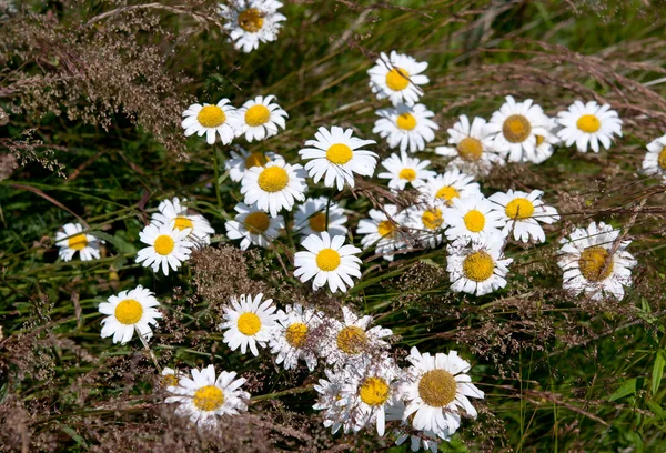 Chamomile flower — Stock Photo, Image