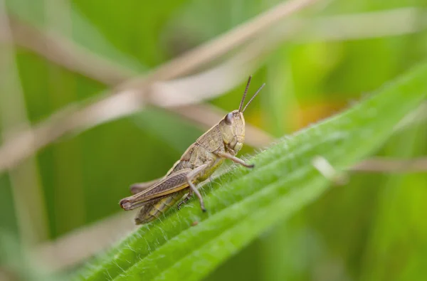 Grasshopper on leaf — Stock Photo, Image