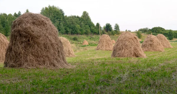 Torrt hö — Stockfoto