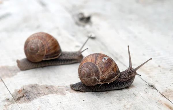 Caracol comestível — Fotografia de Stock