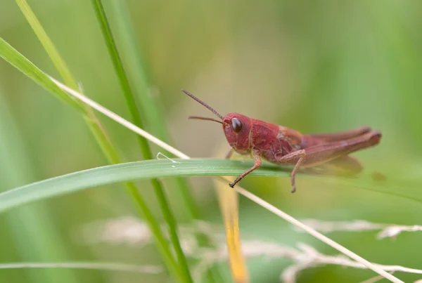Grasshopper en hoja — Foto de Stock