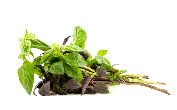 Bunch of basil — Stock Photo, Image