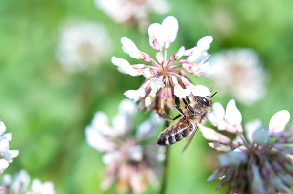 Biene auf Klee — Stockfoto